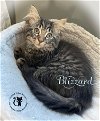 adoptable Cat in chester, NH named Blizzard