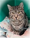 adoptable Cat in , NH named Jeffrey