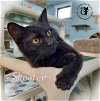 adoptable Cat in , NH named Skeeter AT Petsmart Rochester
