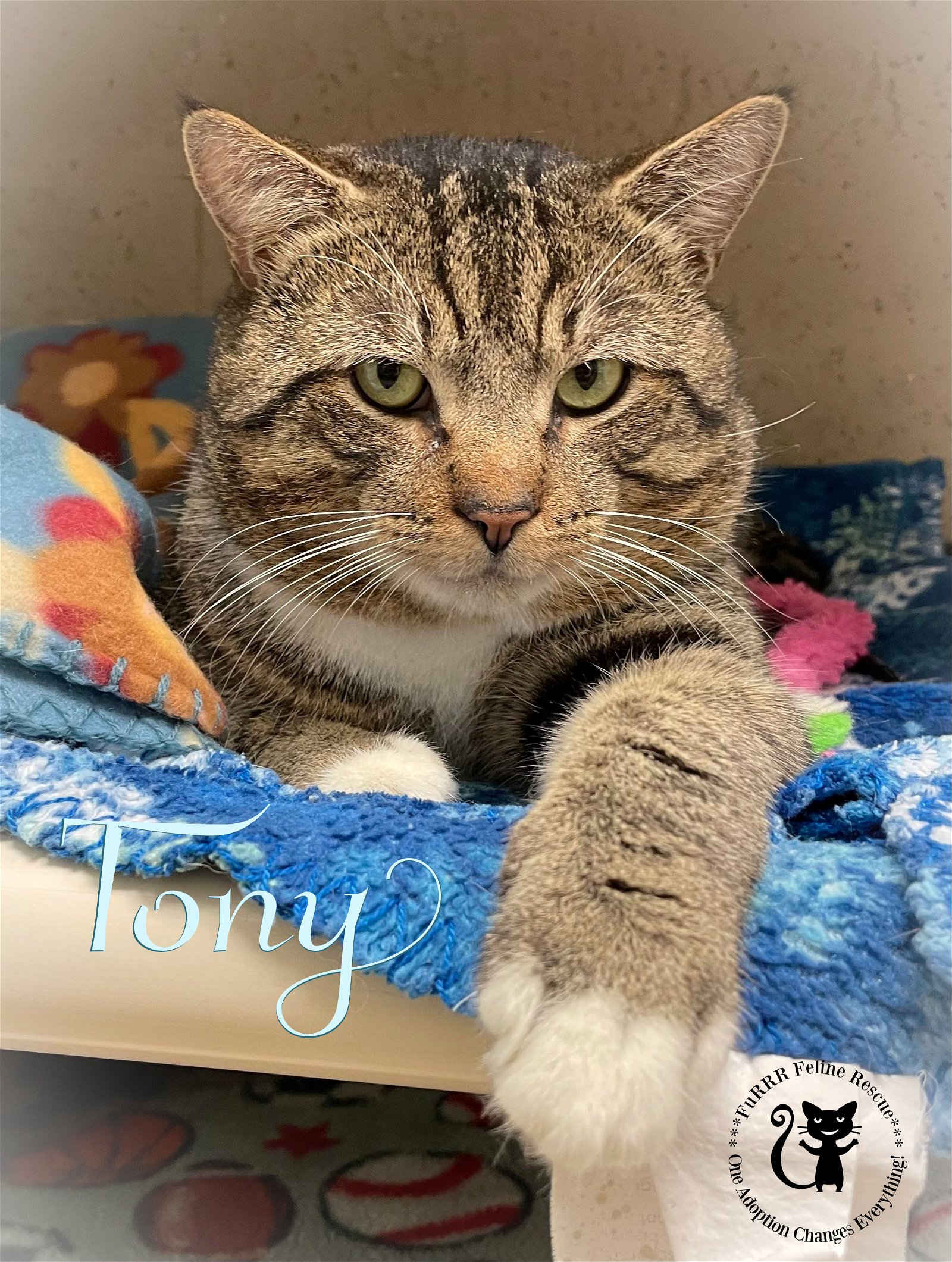 adoptable Cat in Rochester, NH named Tony