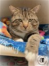 adoptable Cat in chester, NH named Tony