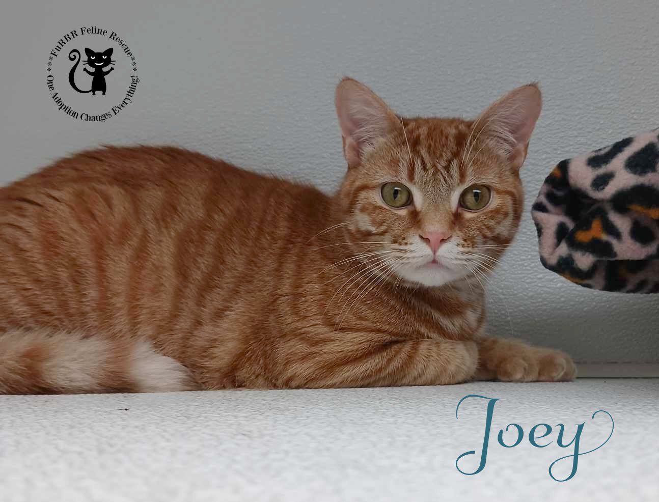 adoptable Cat in Rochester, NH named Joey AND Phoebe