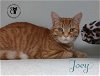 adoptable Cat in chester, NH named Joey AND Phoebe