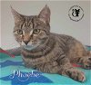 adoptable Cat in , NH named Phoebe AND Joey
