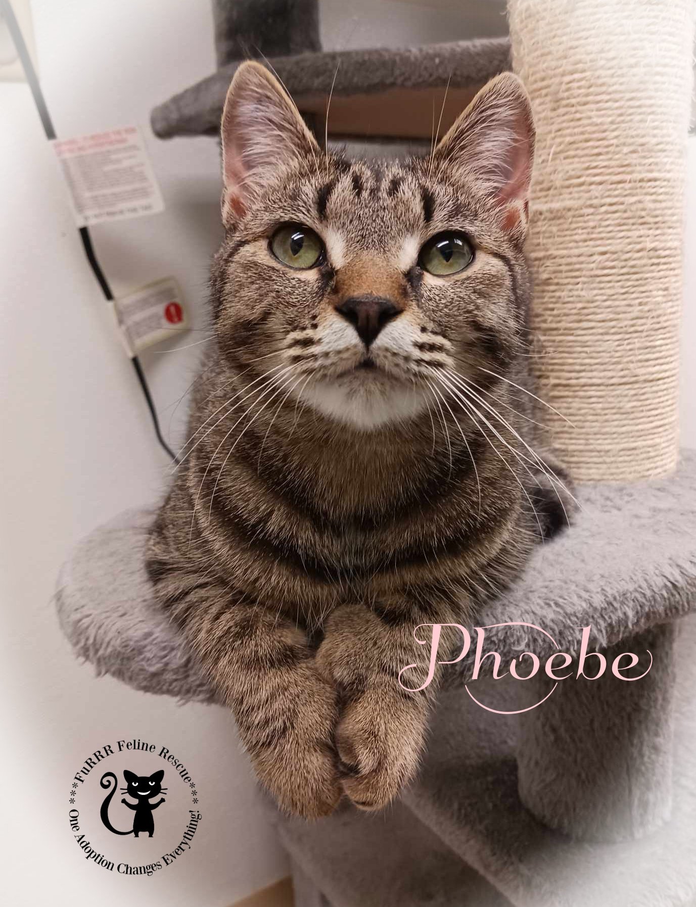 adoptable Cat in Rochester, NH named Phoebe AND Joey