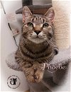 adoptable Cat in , NH named Phoebe AND Joey