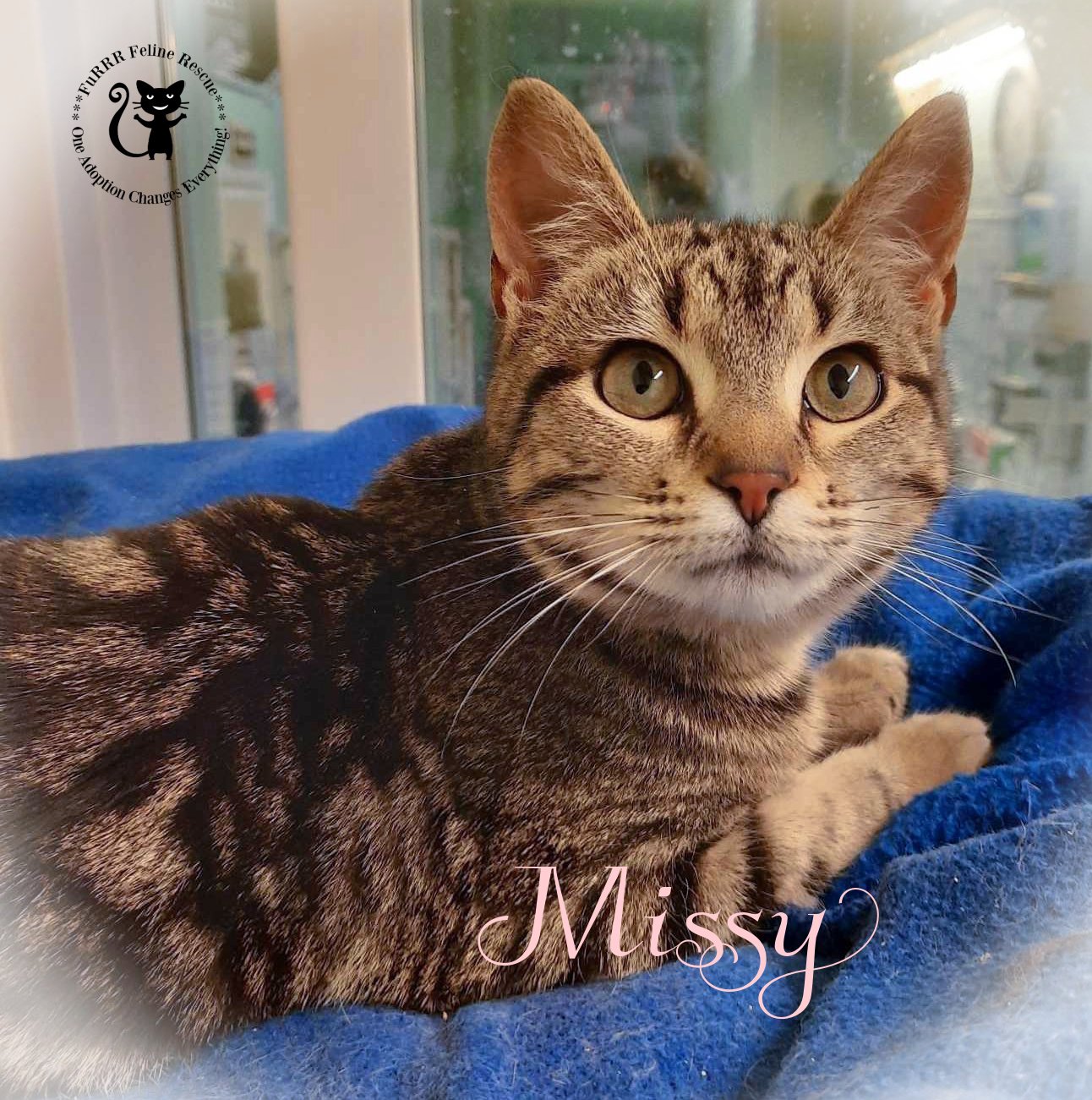 adoptable Cat in Rochester, NH named Missy