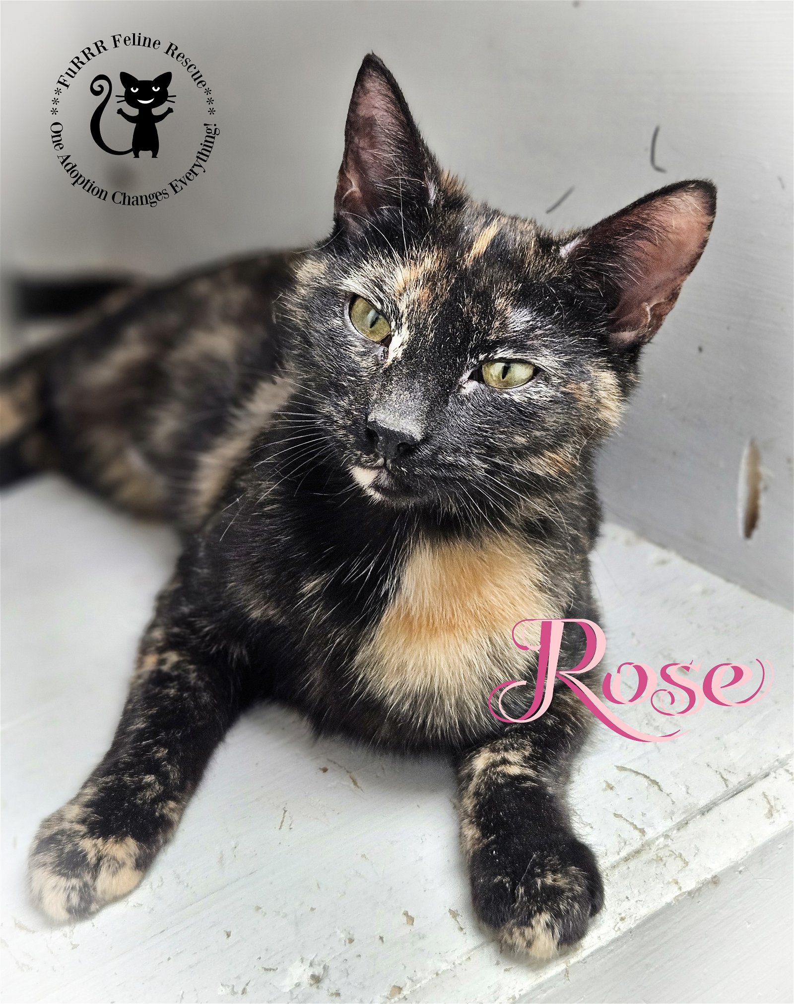 adoptable Cat in Rochester, NH named Rose AND Luv Bug