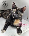 adoptable Cat in rochester, NH named Rose AND Luv Bug