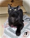 adoptable Cat in rochester, NH named Luv Bug AND Rose