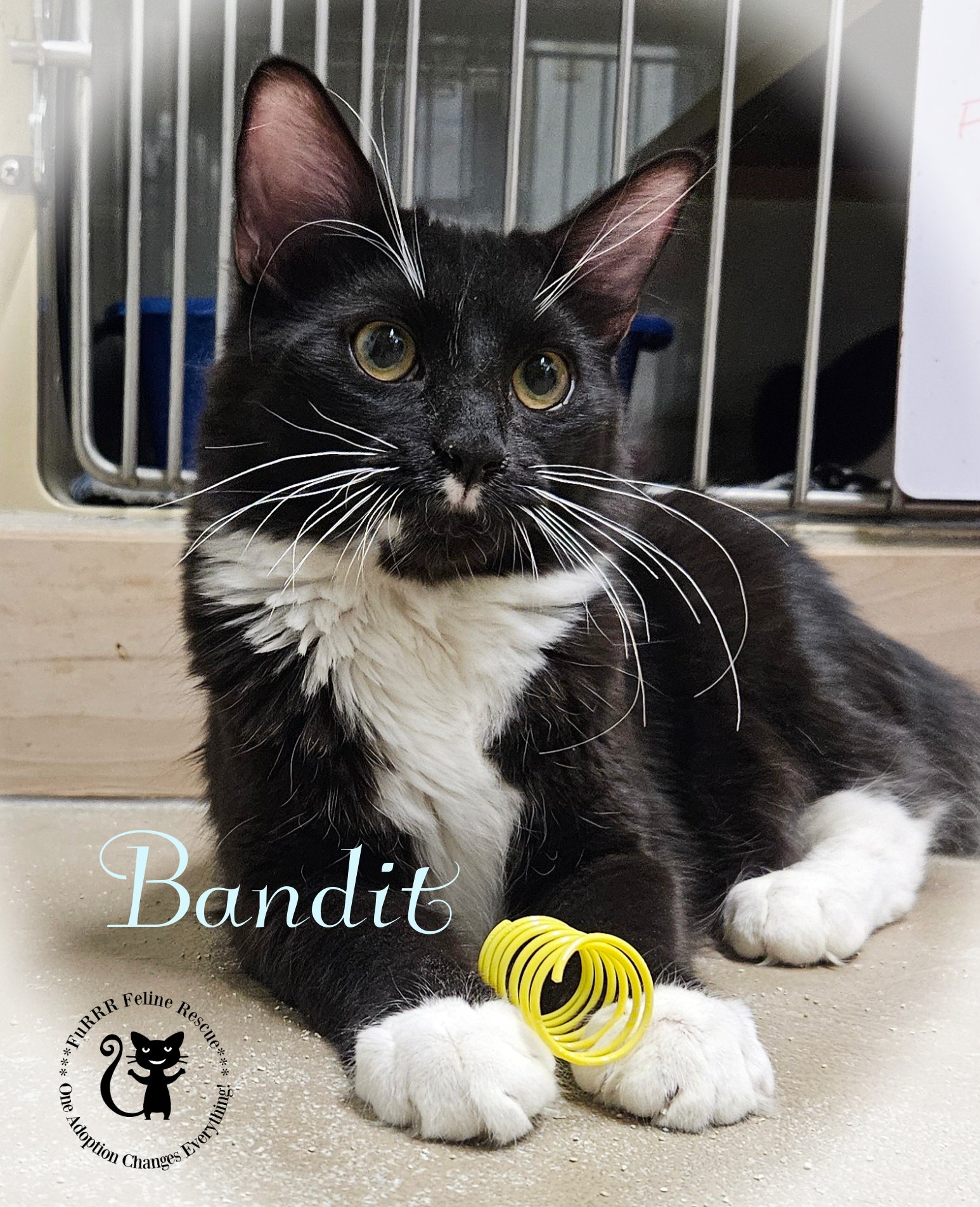 adoptable Cat in Rochester, NH named Bandit