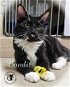 adoptable Cat in chester, NH named Bandit AND Boo