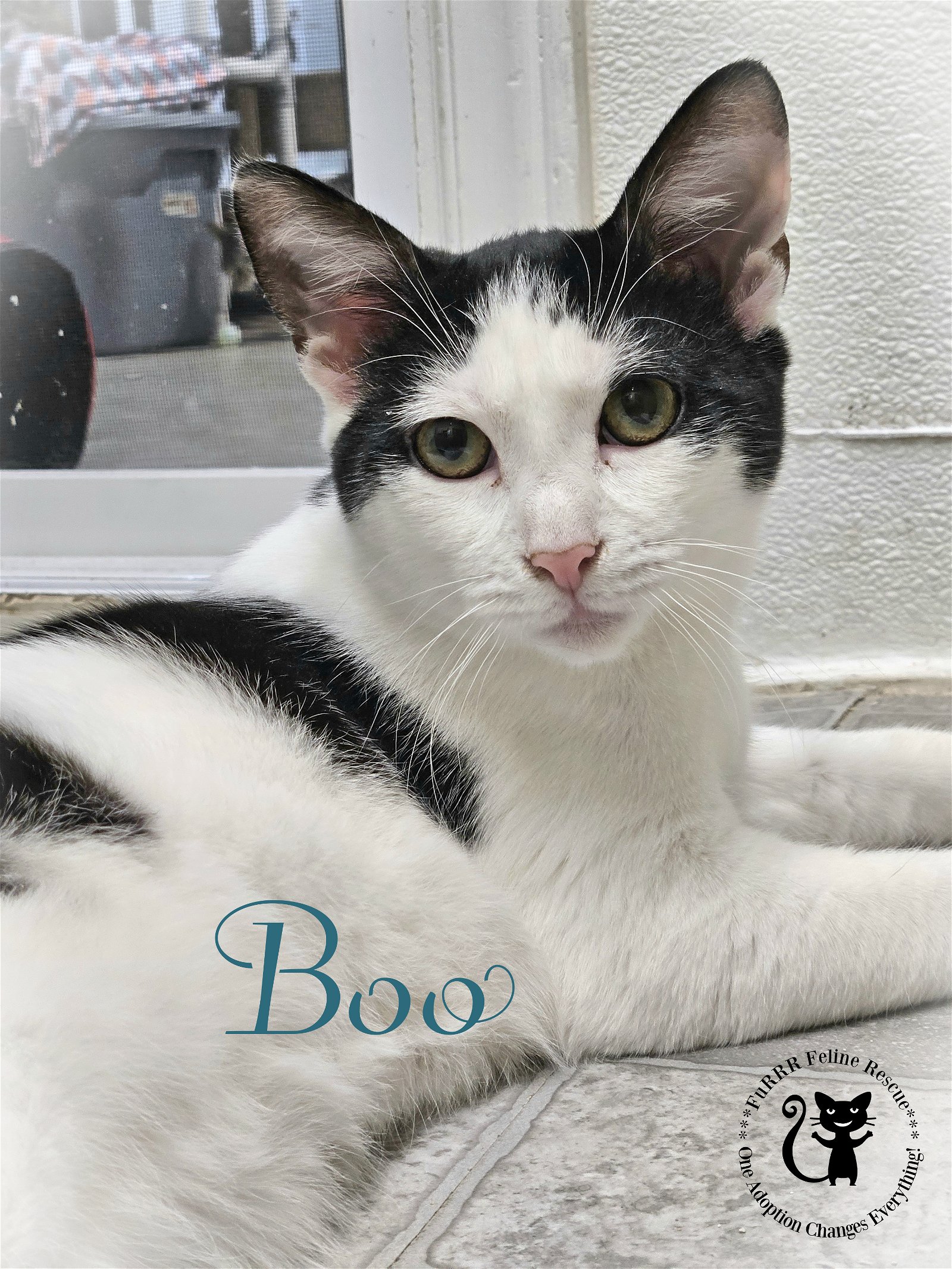 adoptable Cat in Rochester, NH named Boo