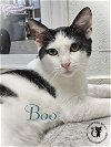 adoptable Cat in chester, NH named Boo AND Bandit