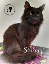 adoptable Cat in , NH named Stormy