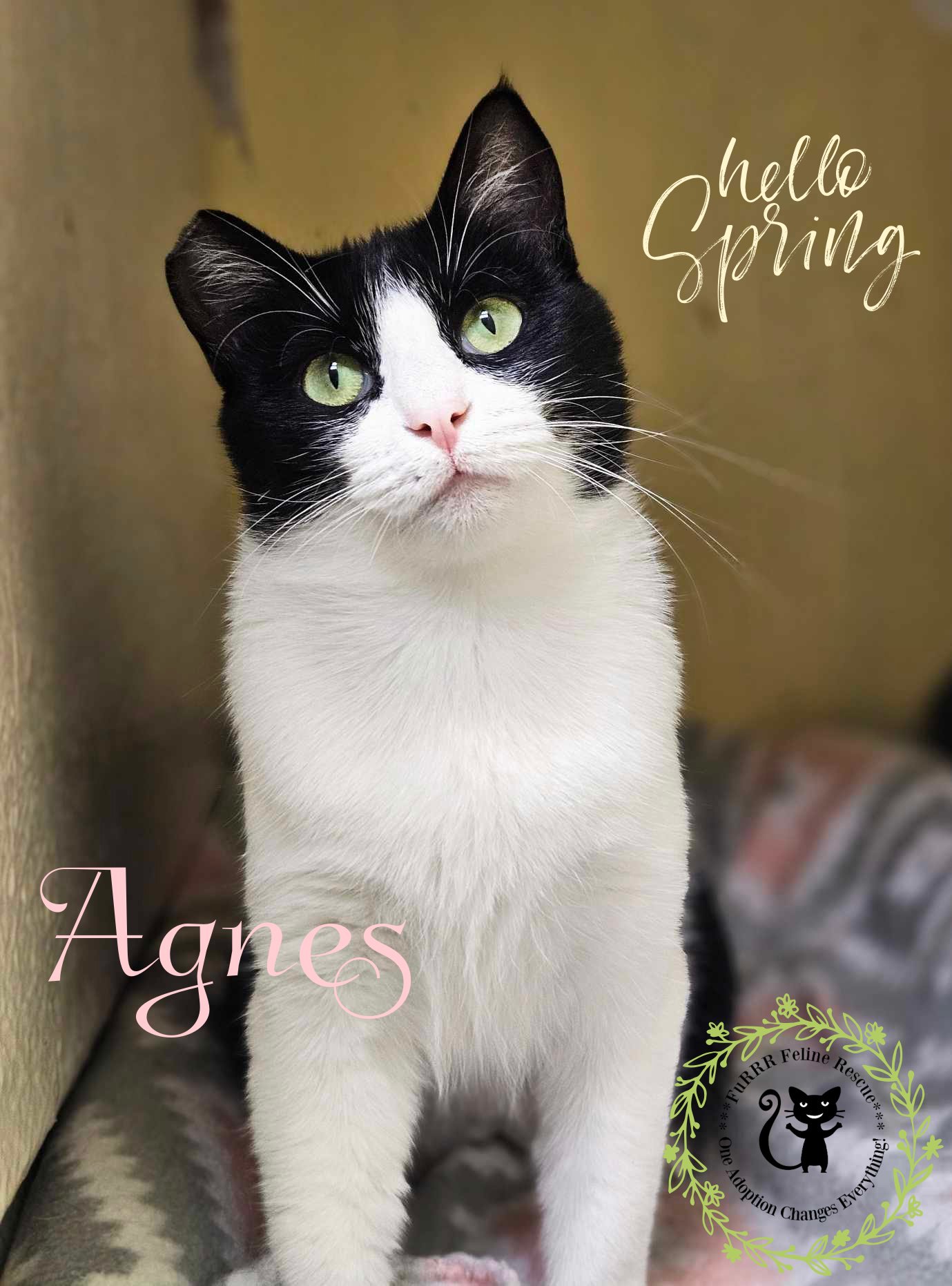adoptable Cat in Rochester, NH named Agnes