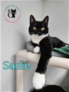 adoptable Cat in , NH named Sadie