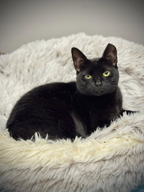 picture of the cat needing adoption