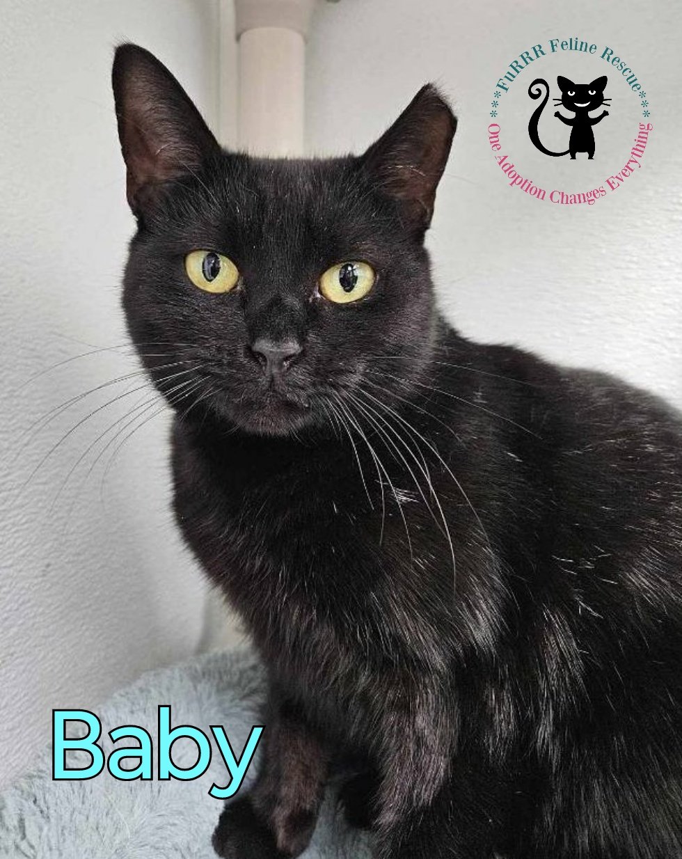 adoptable Cat in Rochester, NH named Baby
