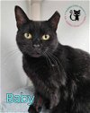 adoptable Cat in , NH named Baby