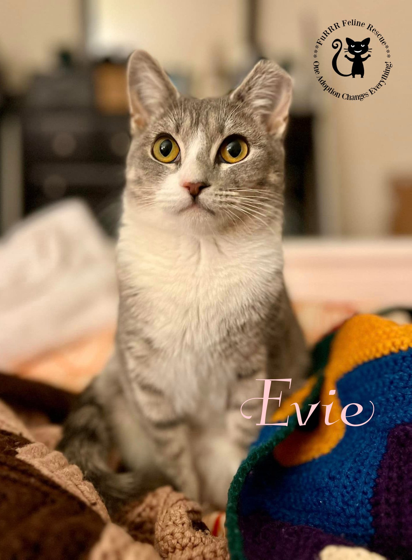 adoptable Cat in Rochester, NH named Evie