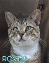 adoptable Cat in , NH named Rover AND Polka Dot AT Petsmart Newington