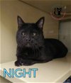 adoptable Cat in rochester, NH named Night