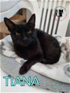 adoptable Cat in rochester, NH named Tiana