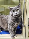 adoptable Cat in , NH named Margo