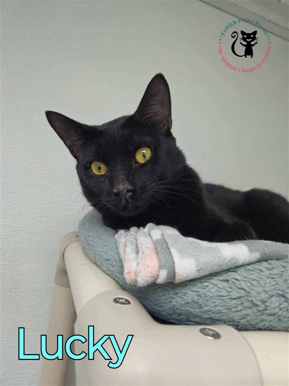 Cat adoption in Rochester, NH 03839 Domestic Short Hair (short coat