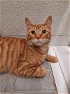 adoptable Cat in , NH named Zuzu