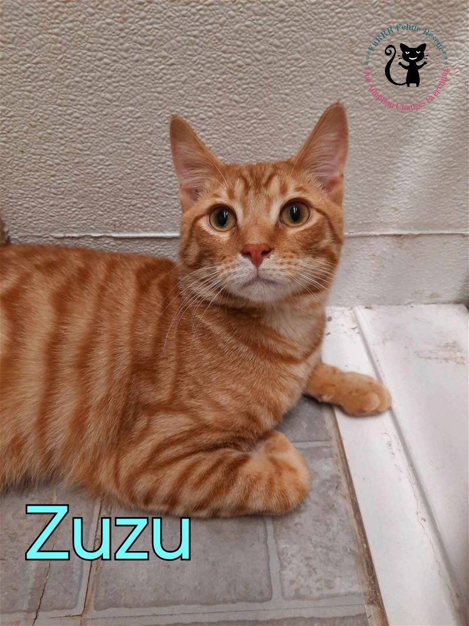 adoptable Cat in Rochester, NH named Zuzu