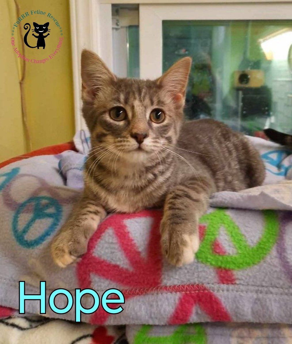 adoptable Cat in Rochester, NH named Hope AND Scooter