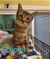 adoptable Cat in , NH named Scooter AND Hope