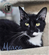 adoptable Cat in rochester, NH named Marco