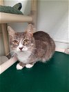 adoptable Cat in , NH named Arielle