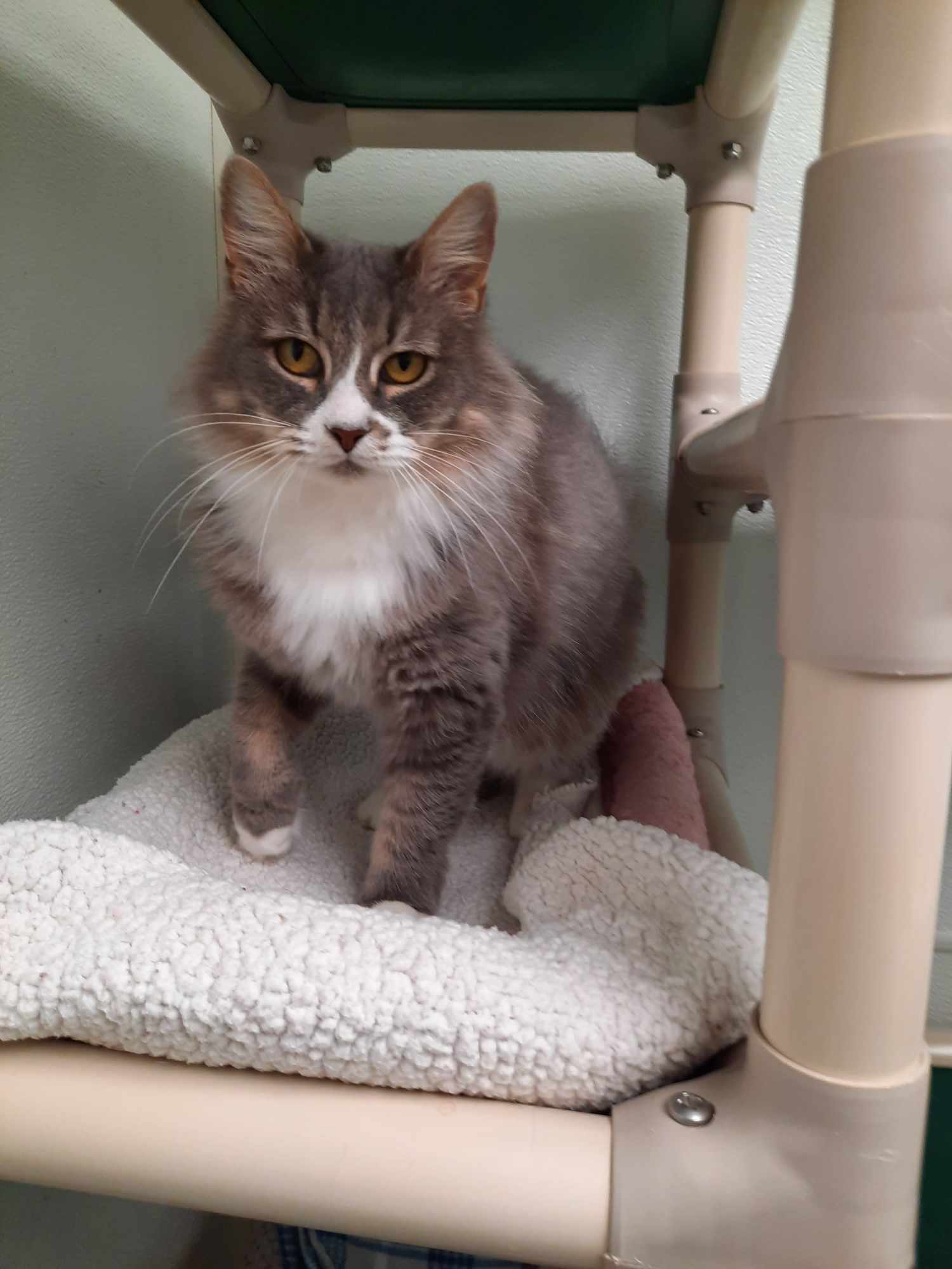 adoptable Cat in Rochester, NH named Arielle