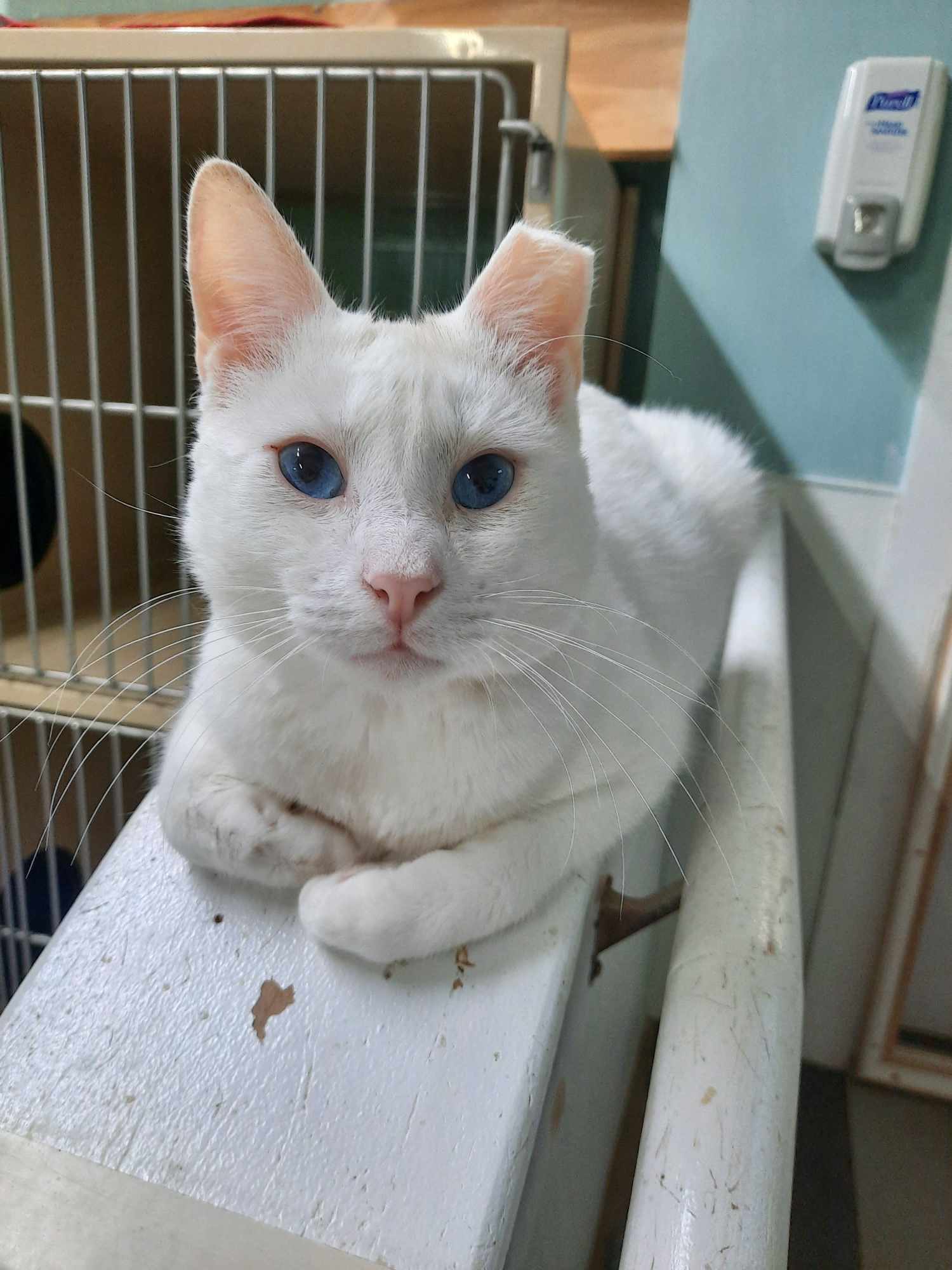 adoptable Cat in Rochester, NH named Frankie AND Sissy