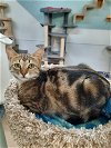 adoptable Cat in rochester, NH named Sissy ANd Frankie
