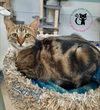 adoptable Cat in Rochester, NH named Sissy AND Frankie