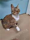 adoptable Cat in chester, NH named Amelie