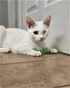 adoptable Cat in chester, NH named Pearl