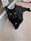 adoptable Cat in , NH named Nemo AND Tufti