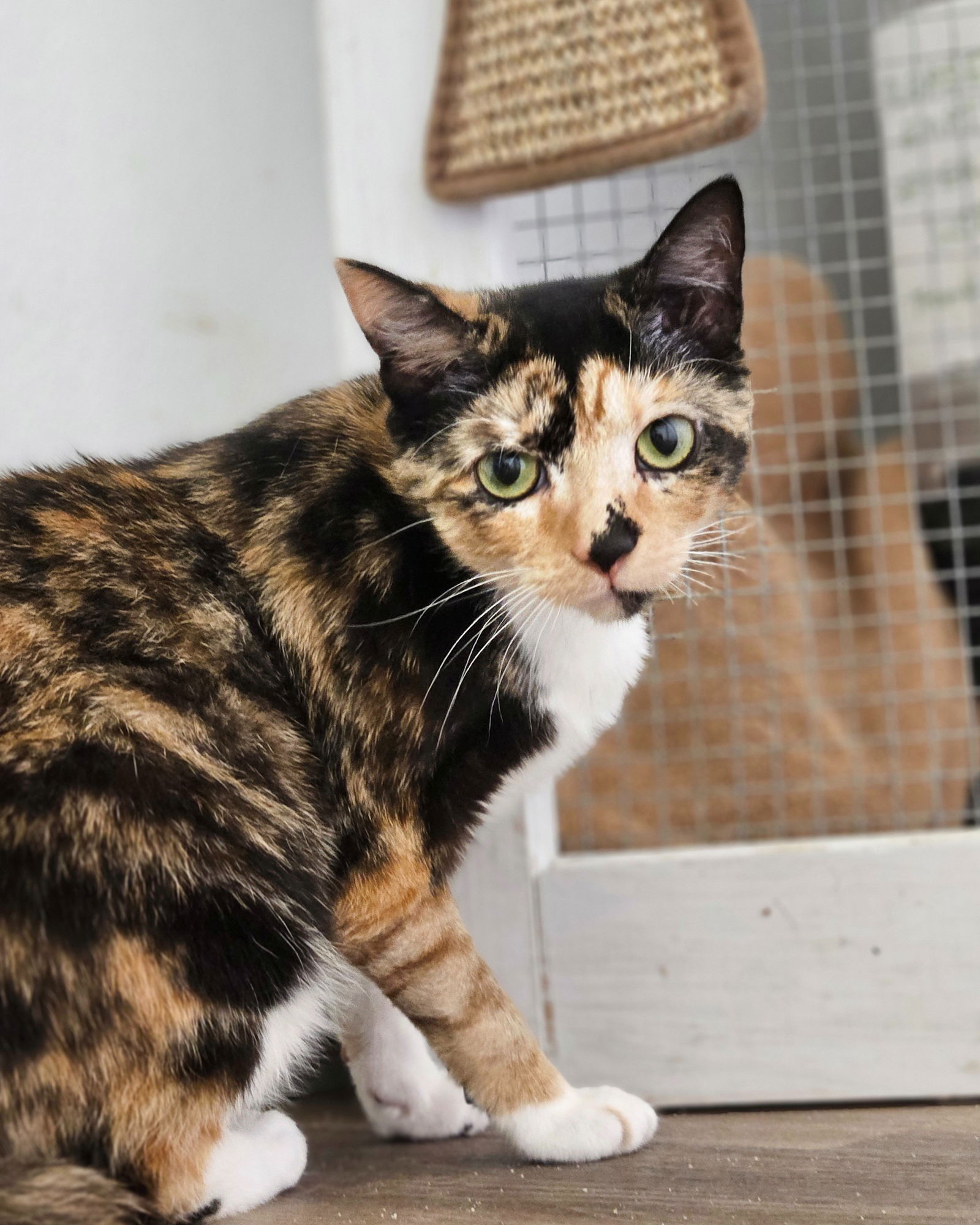 adoptable Cat in Rochester, NH named Boots