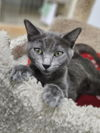 adoptable Cat in , NH named Arizona AND Meredith