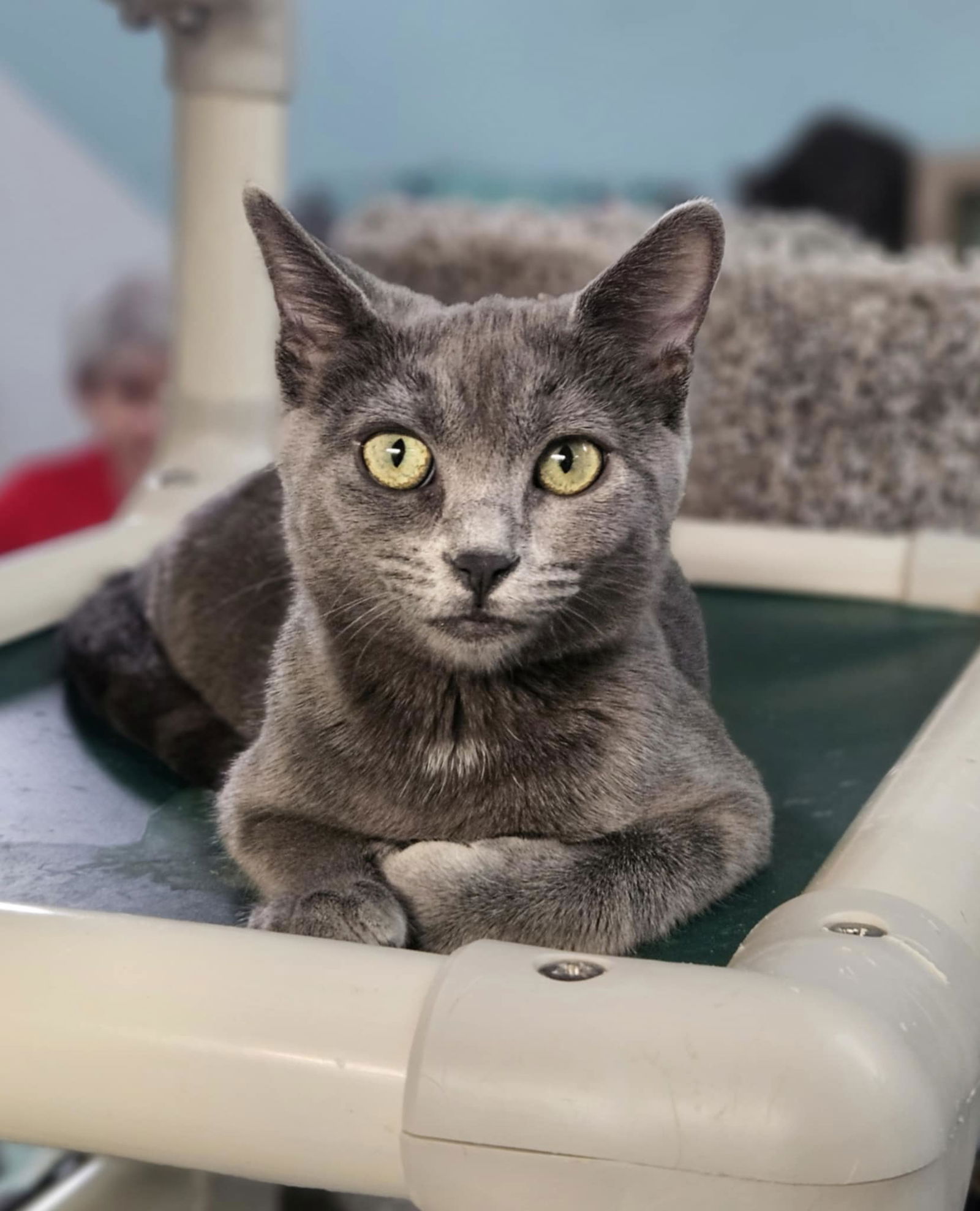 adoptable Cat in Rochester, NH named Arizona