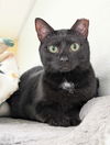 adoptable Cat in , NH named Pepper AND Brigid