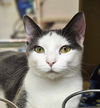 adoptable Cat in , NH named Sassy AT Petsmart Rochester