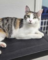 adoptable Cat in , NH named Pepper AT Petsmart Epping