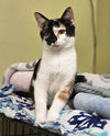 adoptable Cat in , NH named Ruby AND Willie